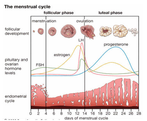 De praktische gids tot de menstruatie cyclus vetverlies en spieropbouw bij vrouwen. | Fit